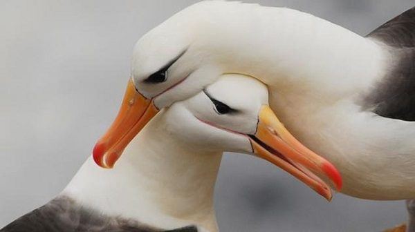 Albatros (Fotoğraf: explosion)