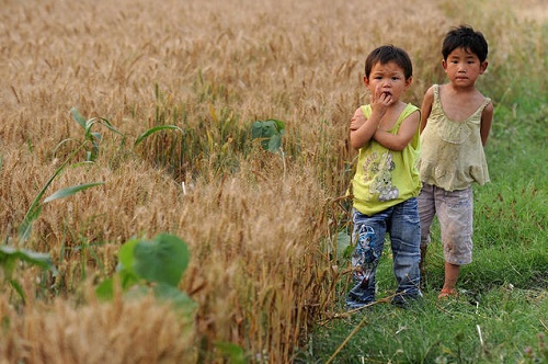 Ağır metaller Çin’deki ekilebilir arazilerin yüzde 40’dan fazlasını kirletmiş durumda; bu da sorunlu gıda anlamına gelmekte. (Fotoğraf: STR/AFP/Getty Images)