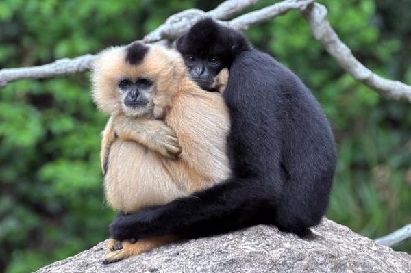 Gibbon Maymunları (Fotoğrafları: rspb)