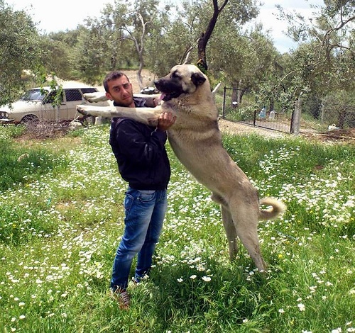 Adını anavatanı Sivas’ın Kangal ilçesinden alan Kangal köpekleri iri cüsseleriyle dikkat çekiyor (Fotoğraf: İHA)