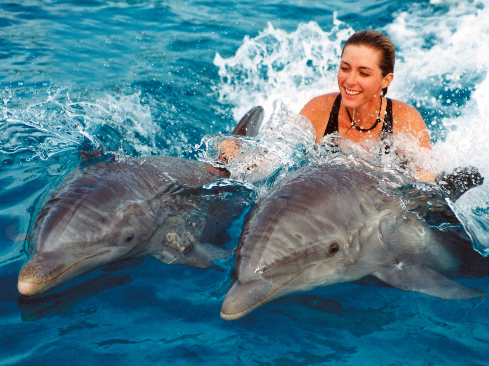 swim with the dolphins hawaii