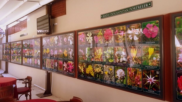 Müzede toplam 280 adet bitki çeşidi bulunuyor. Fotoğraf: Epoch Times Çiğdem Akdeniz