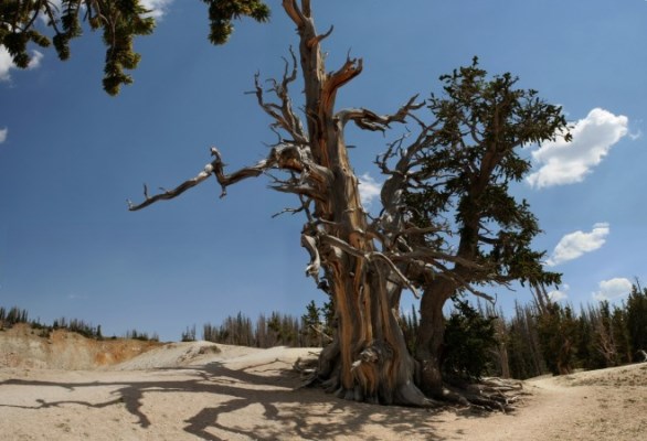 dünyanın en yaşlı ağacı 1