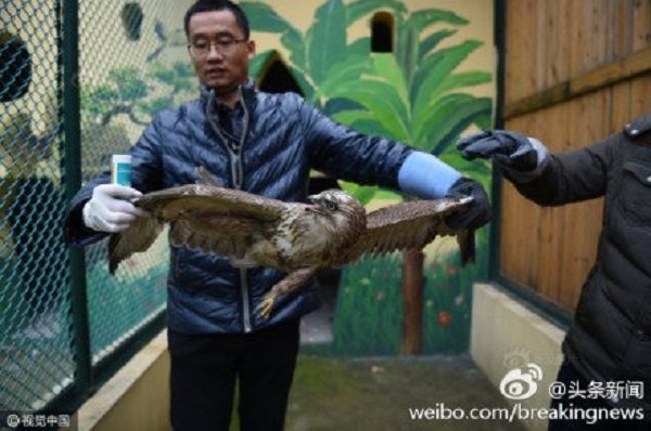  Sis yüzünden aç kalan ve bitkin bir halde yere çakılan yırtıcı bir kuş (Foto: Screenshot / Weibo)