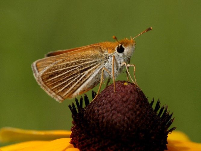 Kelebeklerin Hic Bilmediginiz Turleri Ve Ozellikleri Kizlarsoruyor