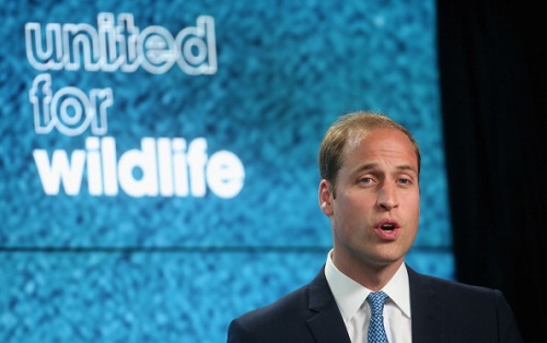 Prens William 'United for Wildlife' Kampanyasında, 9 Haziran 2014,  Londra. (Foto: Chris Jackson/Getty Images)