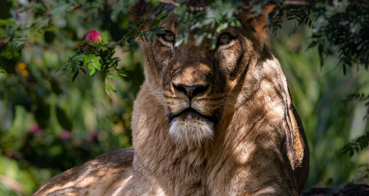 Antalya’da aslan saldırısı.( Fotoğraf: Pixabay)