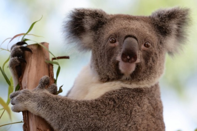 Avustralya'da yaşana koalalar yok olma ile yüz yüze  (GREG AHŞAP / AFP / Getty Images)