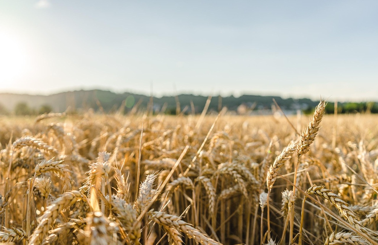 Küresel gıda fiyatları son 3,5 yılın zirvesine çıktı. (Fotoğraf: sulox32, Pixabay)