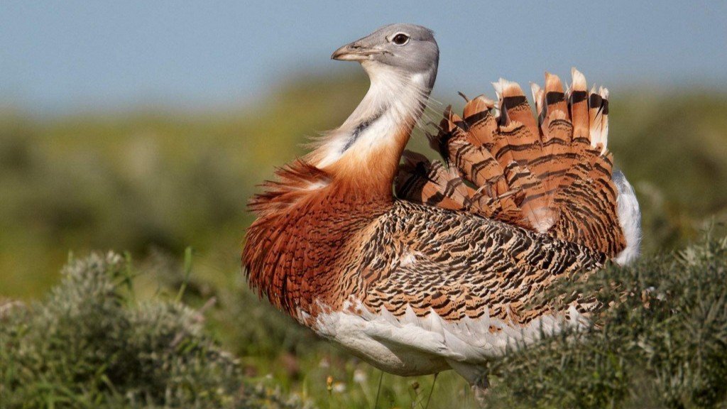 (Fotoğraf: Drawing Great Bustard, İnstagram)