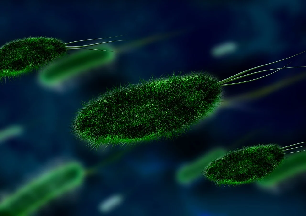 Listeria bakterisi. (Fotoğraf: geralt, Pixabay)