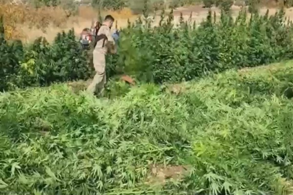 Diyarbakır kenevir tarlası (Fotoğraf: Hibya Haber Ajansı)