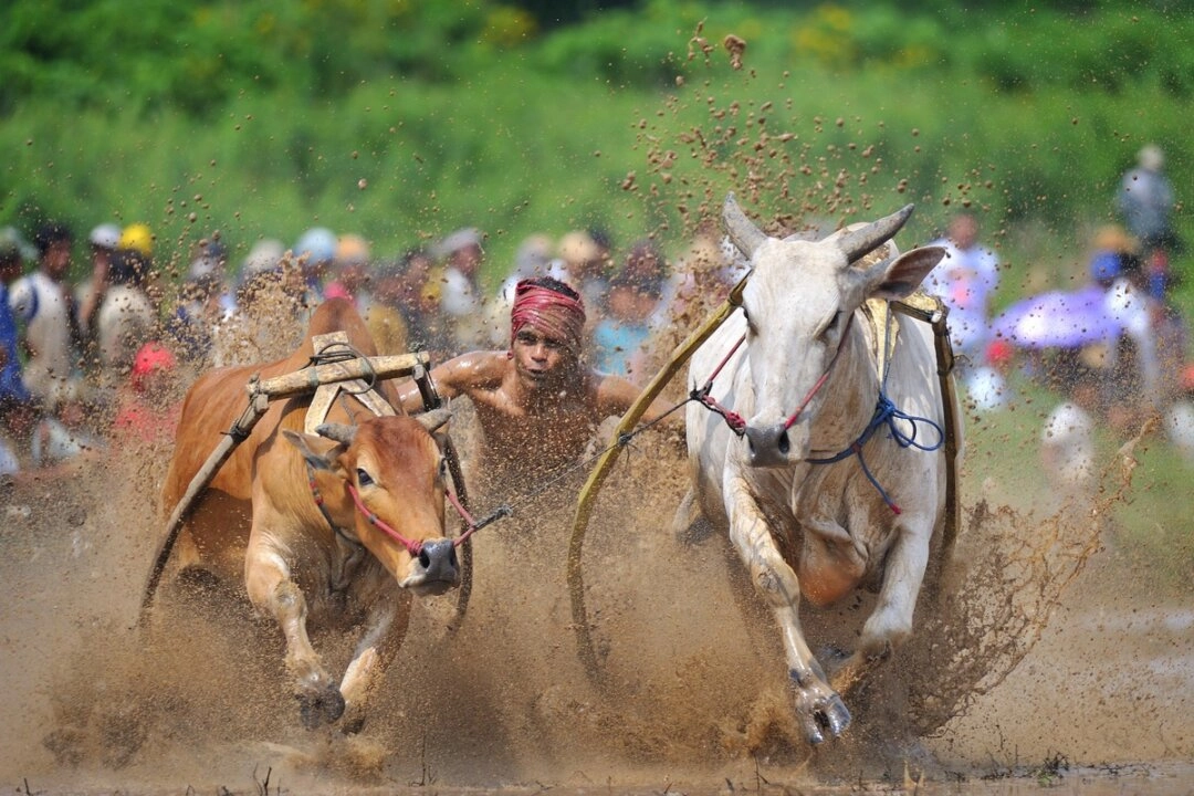 Spor Fotoğrafçılığı Ödülü İlk Defa Verilecek. Hubert Januar’ın (Endonezya) “Pacu Jawi” adlı eseri. Üçüncü NTD Uluslararası Fotoğrafçılık Yarışması Toplum ve İnsanlık kategorisi Gümüş Ödül sahibi. (NTD Uluslararası Fotoğrafçılık Yarışması’nın izniyle.)