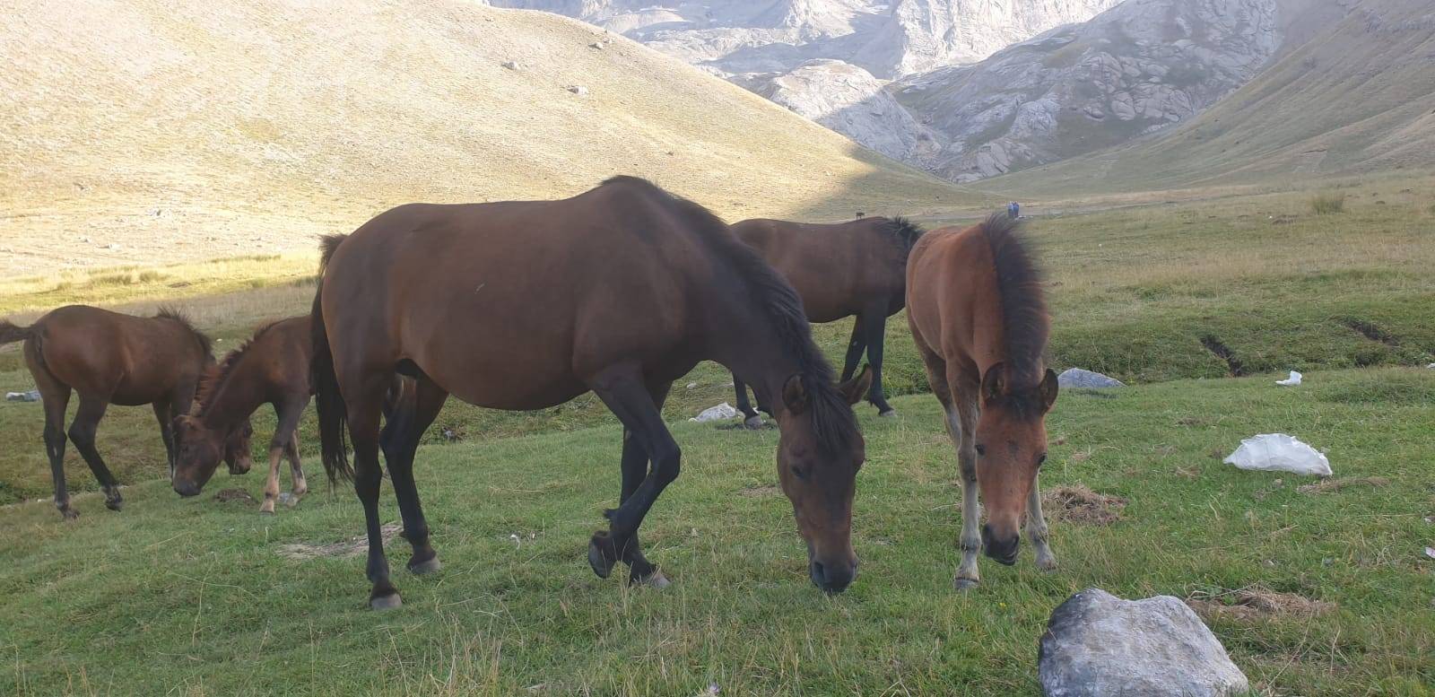 Meydan Yaylası’nda yılkı atları. (Fotoğraf: Aysel Özcan Yetiş)