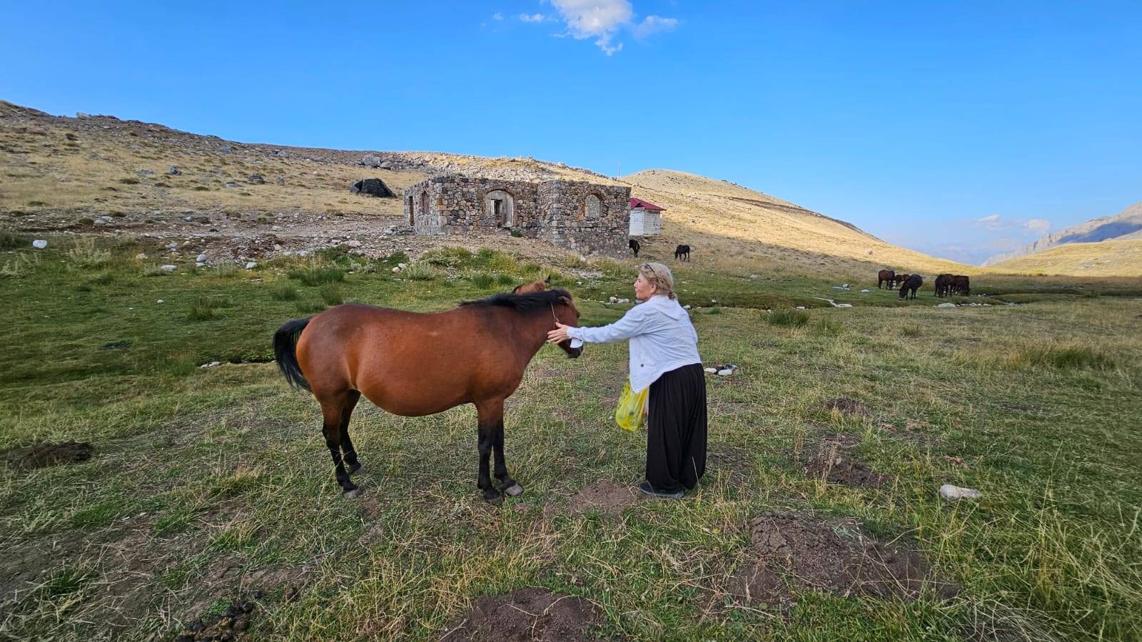 Meydan Yaylası’nda yılkı atları. (Fotoğraf: Aysel Özcan Yetiş)