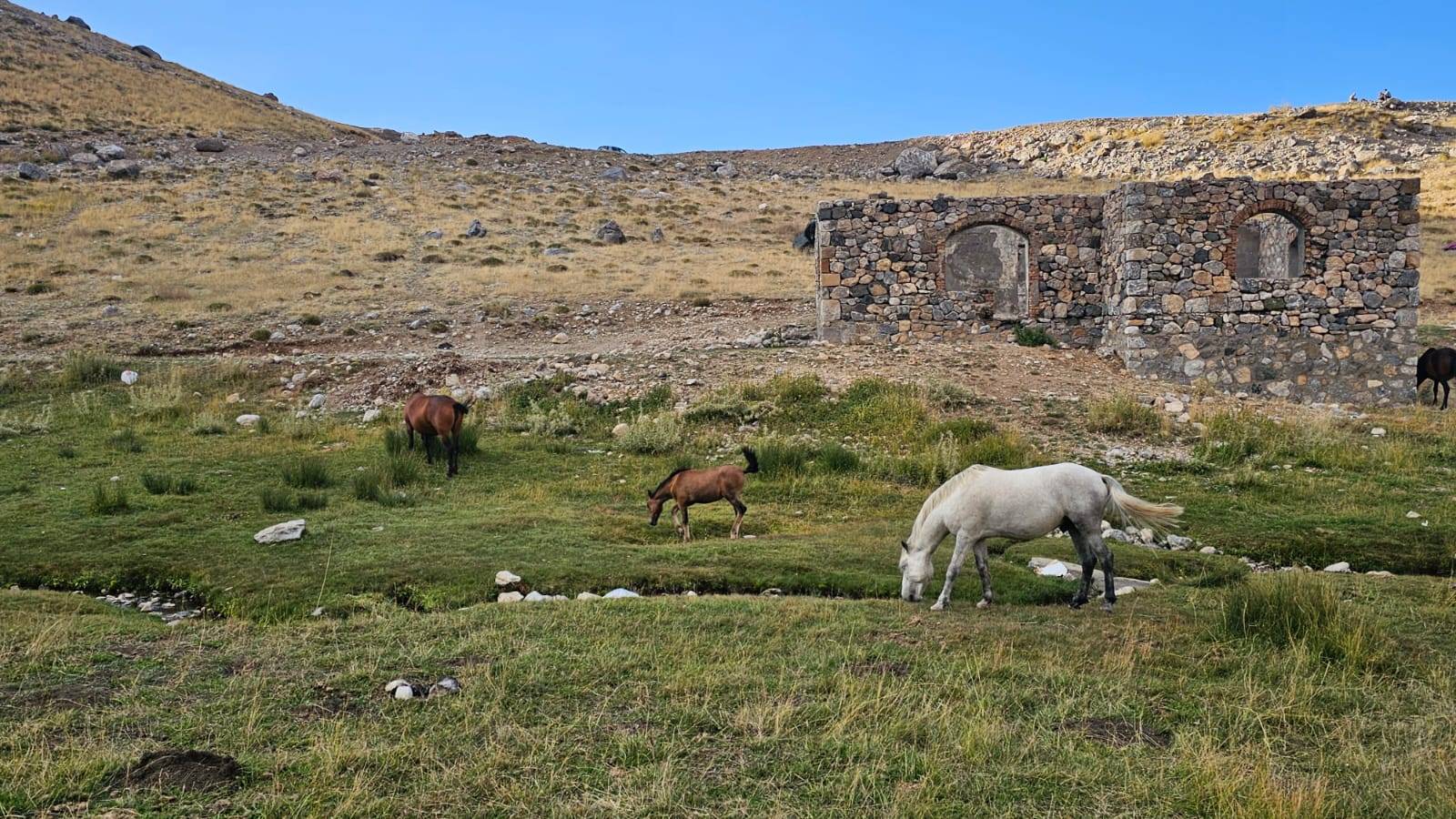 Meydan Yaylası’nda yılkı atları. (Fotoğraf: Aysel Özcan Yetiş)