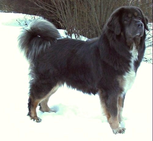Tibet mastifi dünyanın en pahalı köpeği unvanına sahiptir (wikimedia)